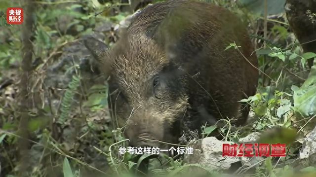 野猪肉为何未能成为餐桌佳肴？探究背后的原因。