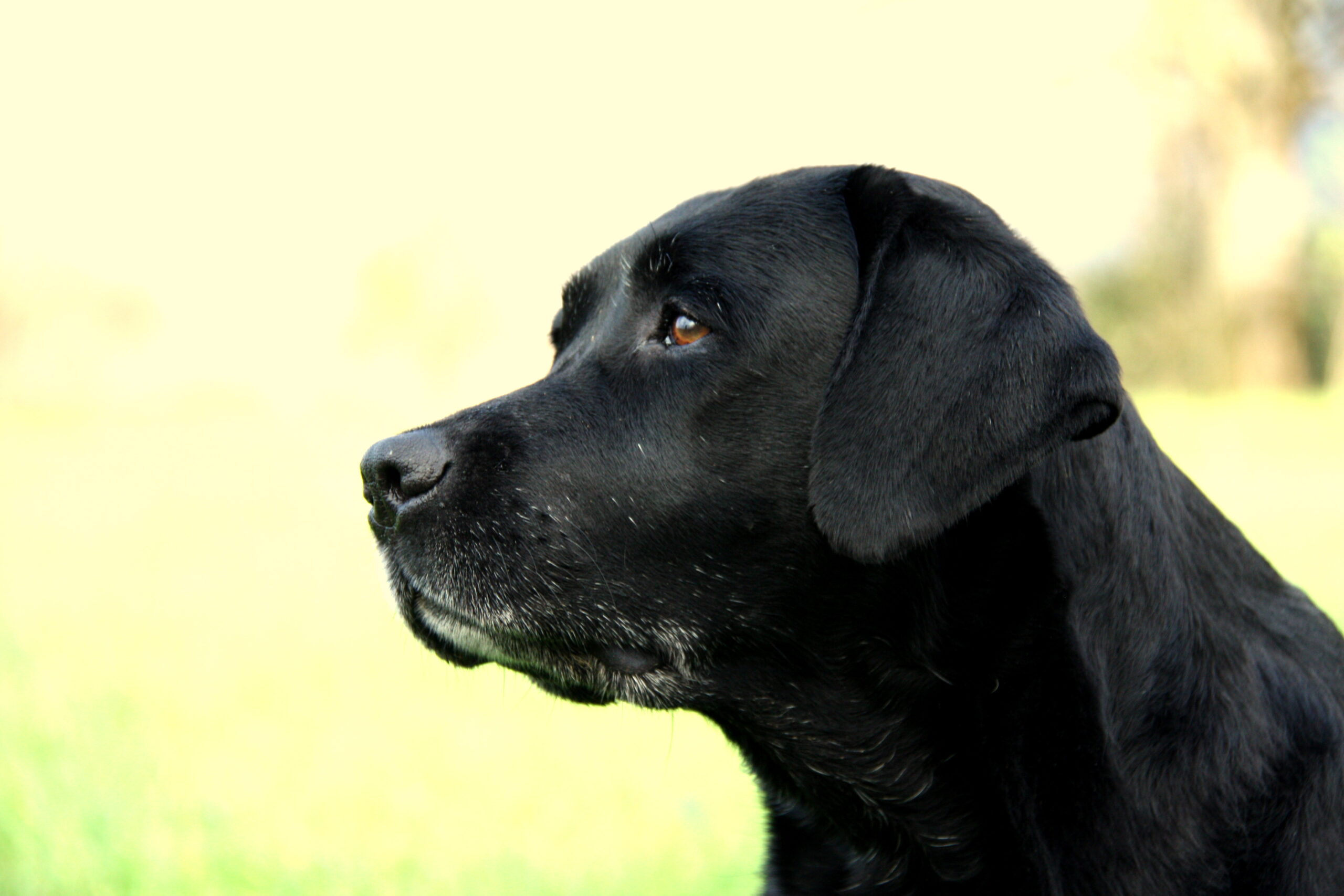 从传说到现实，追寻黄金猎犬-劳力士·卡莱达斯（Ralabrador）,2014_11-17