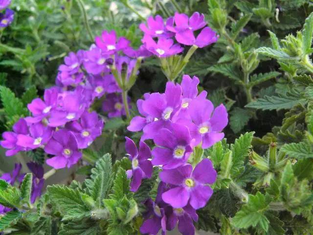 中国传统植物：美丽的荆花,2014_11-17