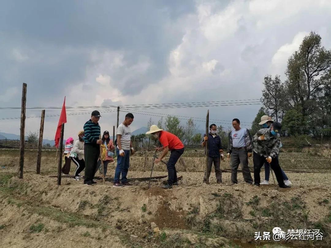 粮食安全宣传标语口号研究文章，共筑粮食之基，守护安全之梦