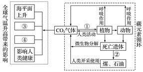 气候变化的原因与解决方案，构建可持续未来的关键行动路径探索